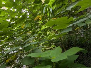 神戸市の三宮、北野の東山公園にて草刈り、高木剪定の作業をさせていだきました。