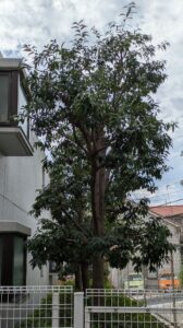 神戸市灘区の青谷にてマンションの草刈り、高木剪定作業！！