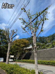 西宮市の北六甲台で高木剪定作業5日目！！