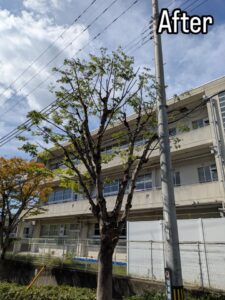 西宮市の北六甲台で高木剪定作業6日目！！