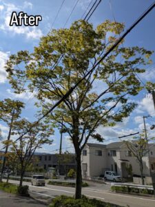 西宮の北六甲台で高木剪定作業7日目！！