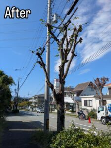 西宮市の北六甲台で高木剪定作業8日目！！