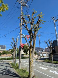 西宮市の北六甲台で高木剪定作業9日目！！