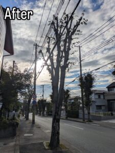 西宮市の北六甲台で高木剪定作業10日目！！