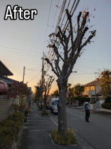 西宮市の北六甲台で高木剪定作業21日目！！