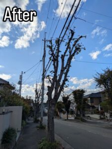 西宮市の北六甲で高木剪定作業22日目！！