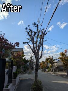 西宮市の北六甲台で高木剪定作業23日目！！