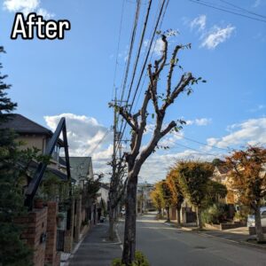 西宮市の北六甲台で高木剪定作業24日目！！