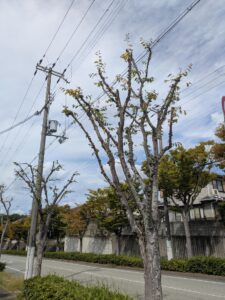 西宮市の北六甲台で高木剪定作業4日目です！！