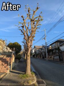 西宮市の北六甲台で高木剪定作業25日目！！