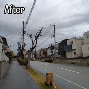 西宮市の北六甲台でケヤキの伐採作業！！