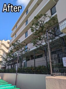 神戸市の北区、岡場のマンションで高木剪定作業！！